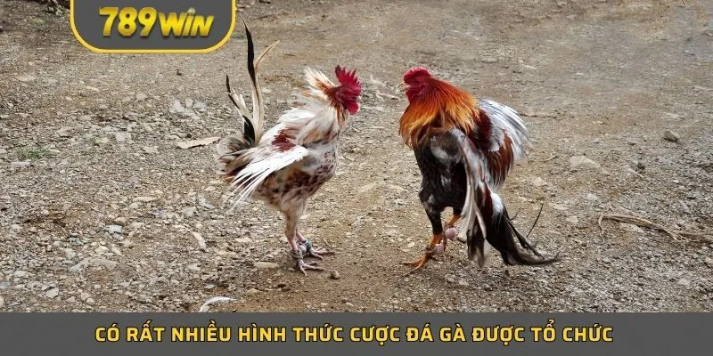 Có rất nhiều hình thức cược đá gà được tổ chức 