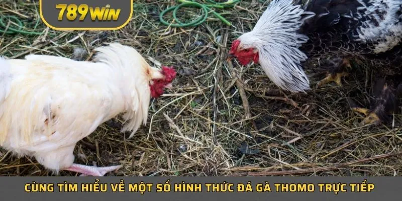 Cùng tìm hiểu về một số hình thức đá gà thomo trực tiếp hot nhất