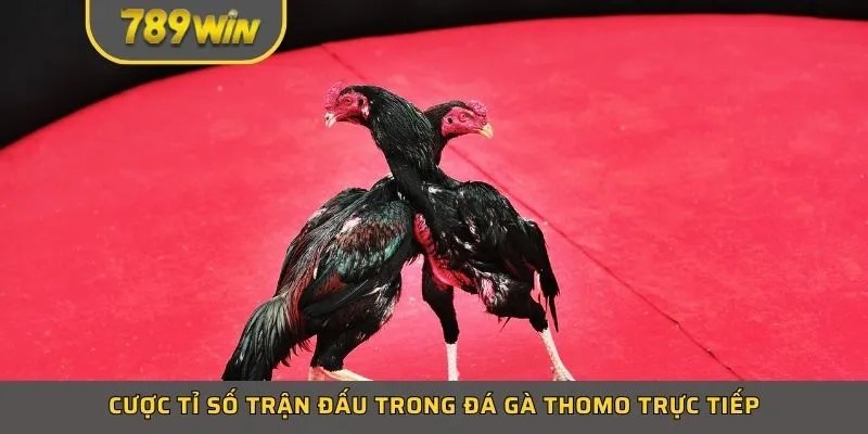 Cược tỉ số trận đấu trong đá gà thomo trực tiếp