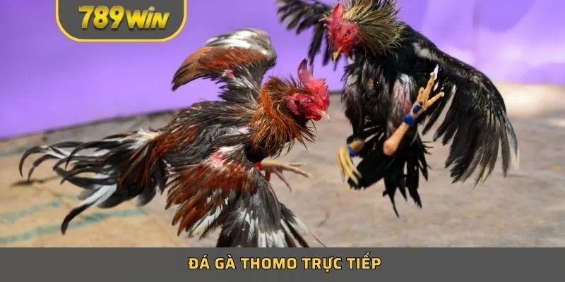 Xem Đá Gà Thomo Trực Tiếp Hấp Dẫn Và Sôi Động Tại 789win