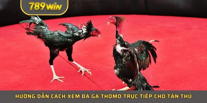 Hướng dẫn cách xem đá gà thomo trực tiếp cho tân thủ