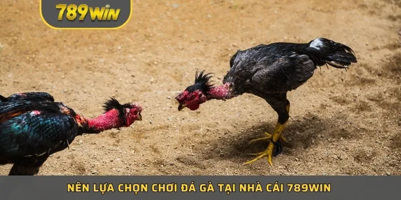 Nên lựa chọn chơi đá gà tại nhà cái 789win 